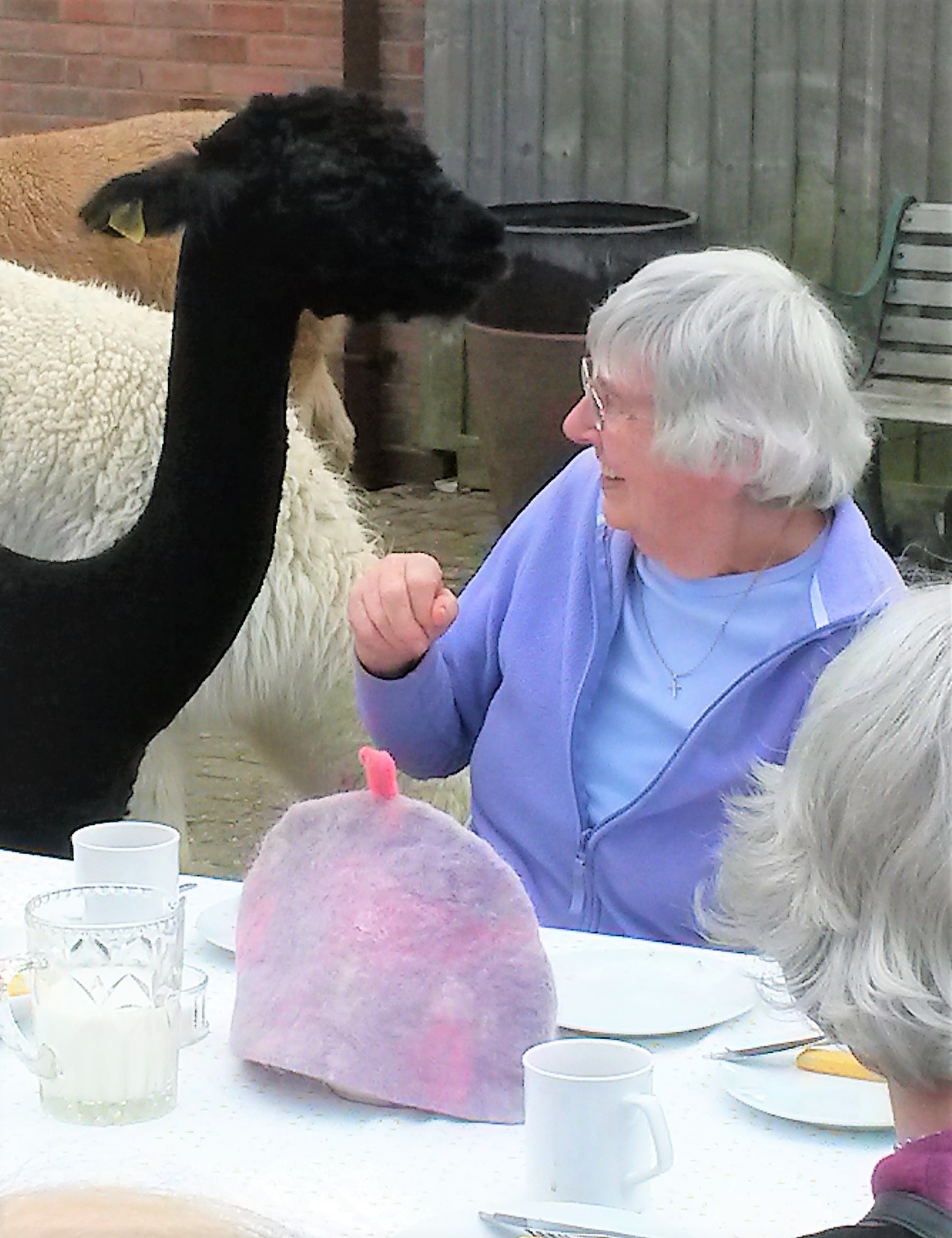 Tea with the alpacas